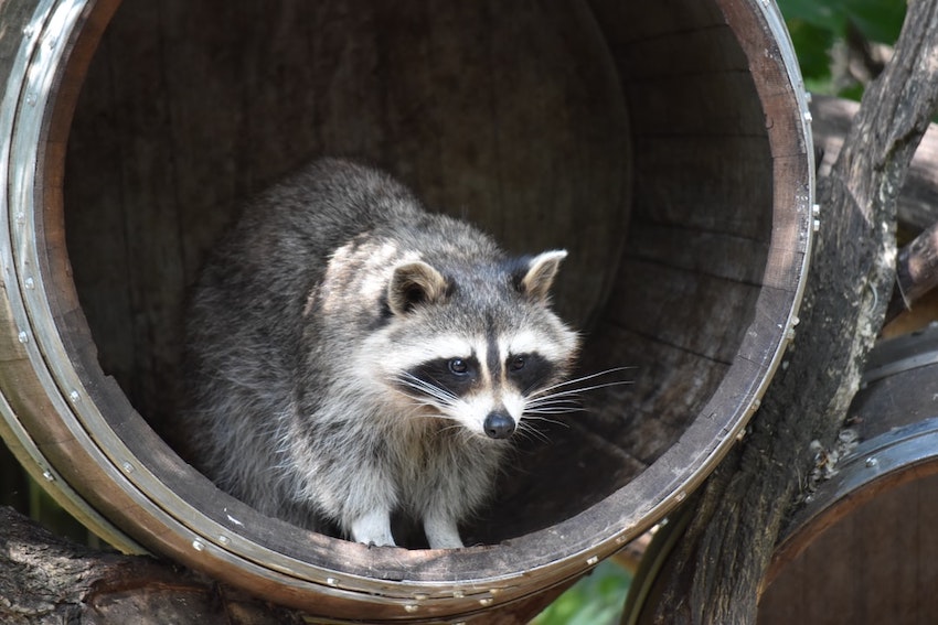 barrel raccoon