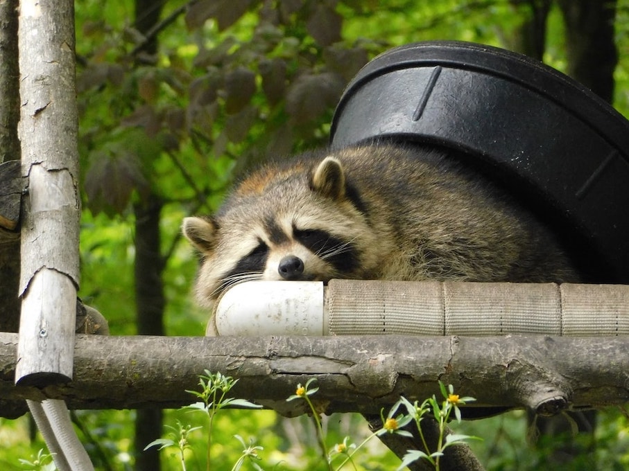 the drunken raccoon